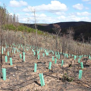 2017-10-informe-proyecto-reforestacioxxn-pantanillos-1