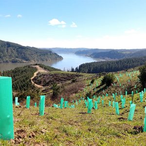 2019-08-informe-reforestacioxxn-nativa-san-rosendo-1