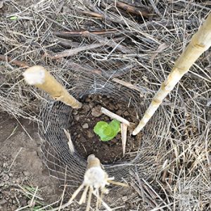2019-10-informe-reforestacioxxn-parque-metropolitano-1